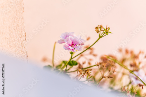 Blossom closeup