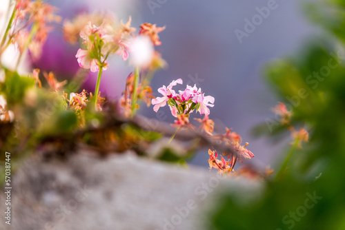 Blossom close up