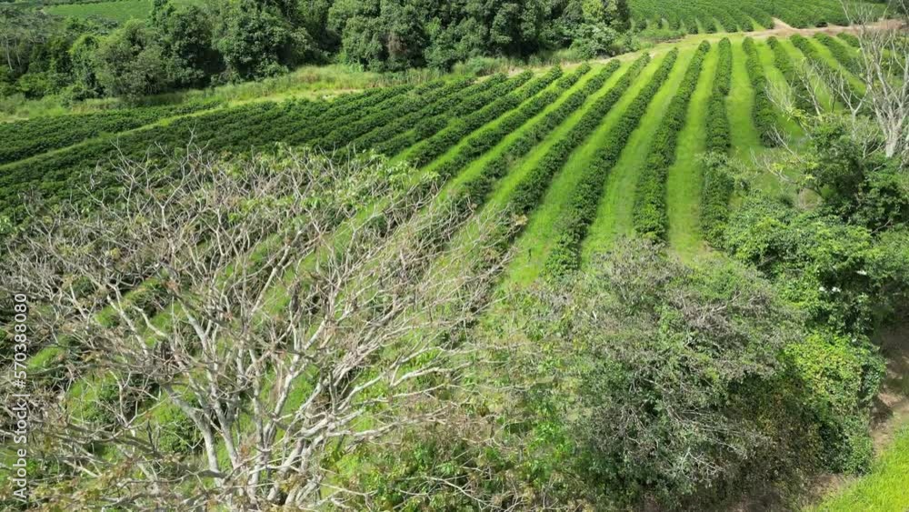 Dry Tree At Country Scene In Rural Landscape Countryside. Harvest Field Environment. Nature Skyline. Scenic Outdoor. Dry Tree At Country Scene. Dry Tree At Country Scene In Rural Landscape Countryside. Harvest Field Environment. Nature Skyline. Scenic Outdoor. Dry Tree At Country Scene.