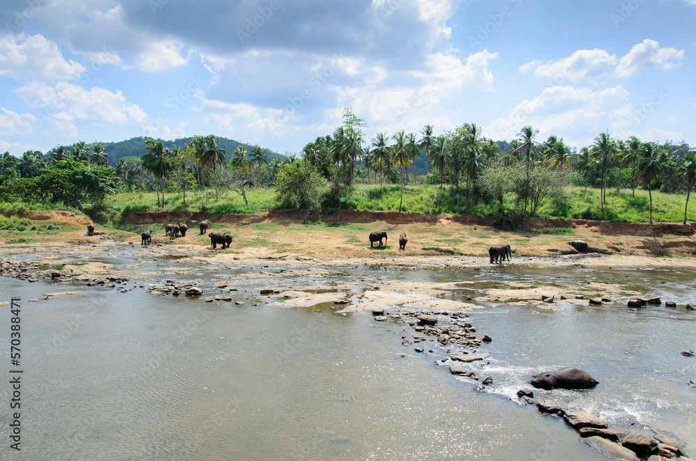 A herd of elephants, by the river on a sunny day, Sri Lanka