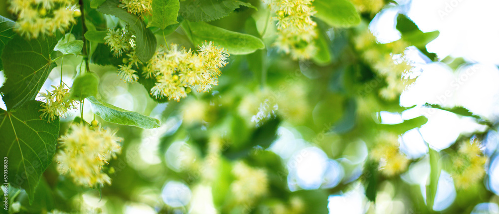 Fototapeta premium Spring banner background with Linden tree flowers clusters tilia cordata, europea, small-leaved lime, littleleaf linden bloom Pharmacy, apothecary, natural medicine, healing herbal tea, aromatherapy