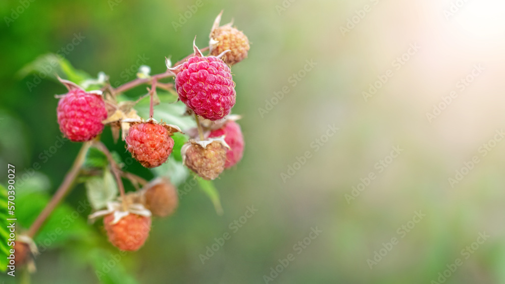 Red ripe raspberry berries in the garden on a bush Red ripe raspberry berries in the garden on a bush