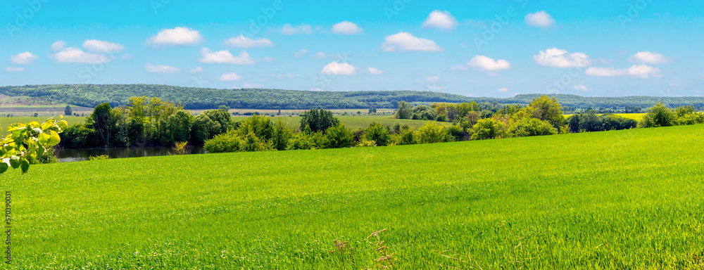 Obraz premium A wide field with green grass, trees and forest in the distance and a picturesque cloudy sky. Summer landscape with a green field