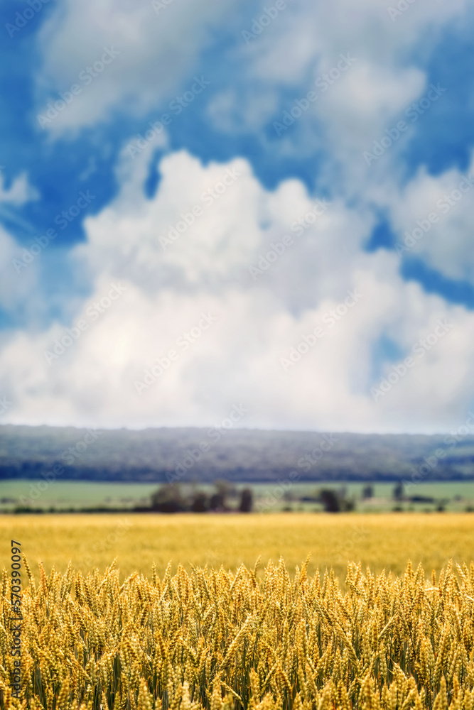 Obraz premium A wheat field with ripening ears of wheat and a forest in the distance. Rural landscape with yellow wheat field