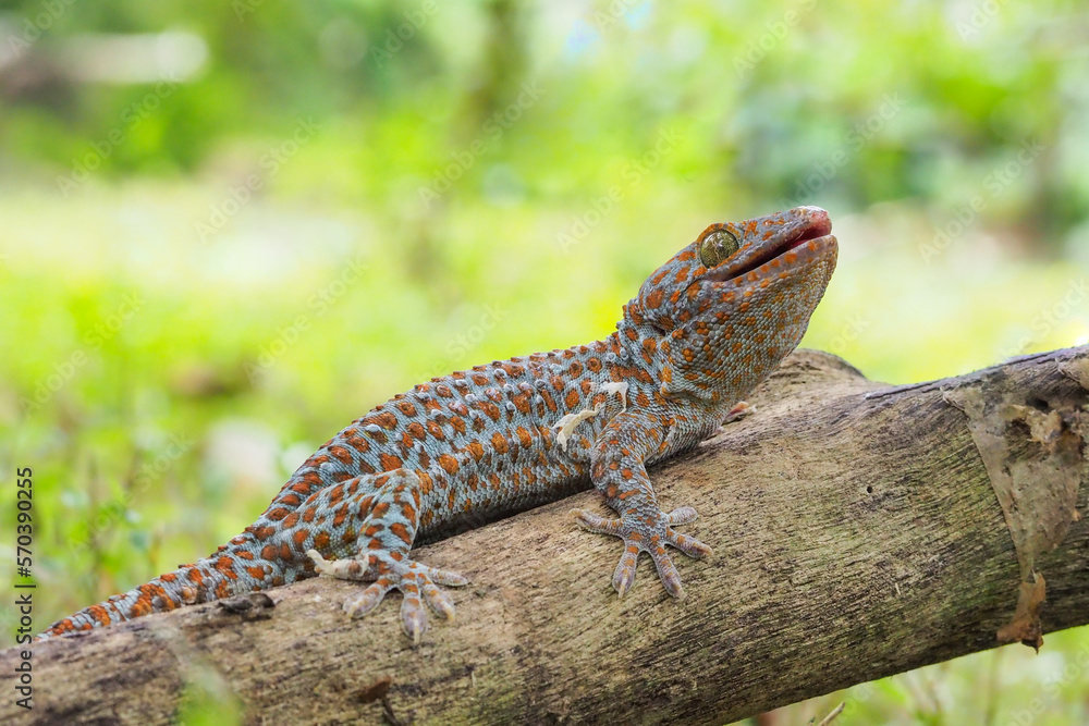 Tokek head closeup on nature background, animal closeup, gecko lizard Tokek head closeup on nature background, animal closeup, gecko lizard