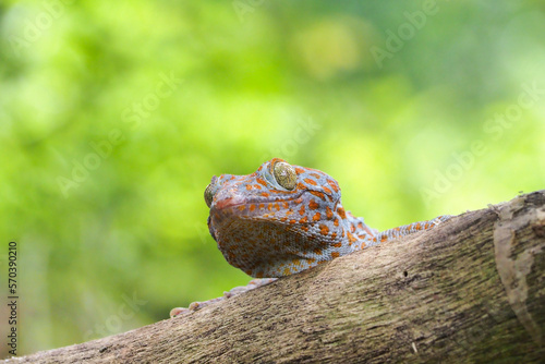 Tokek head closeup on nature background  animal closeup  gecko lizard