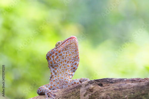 Tokek head closeup on nature background, animal closeup, gecko lizard photo