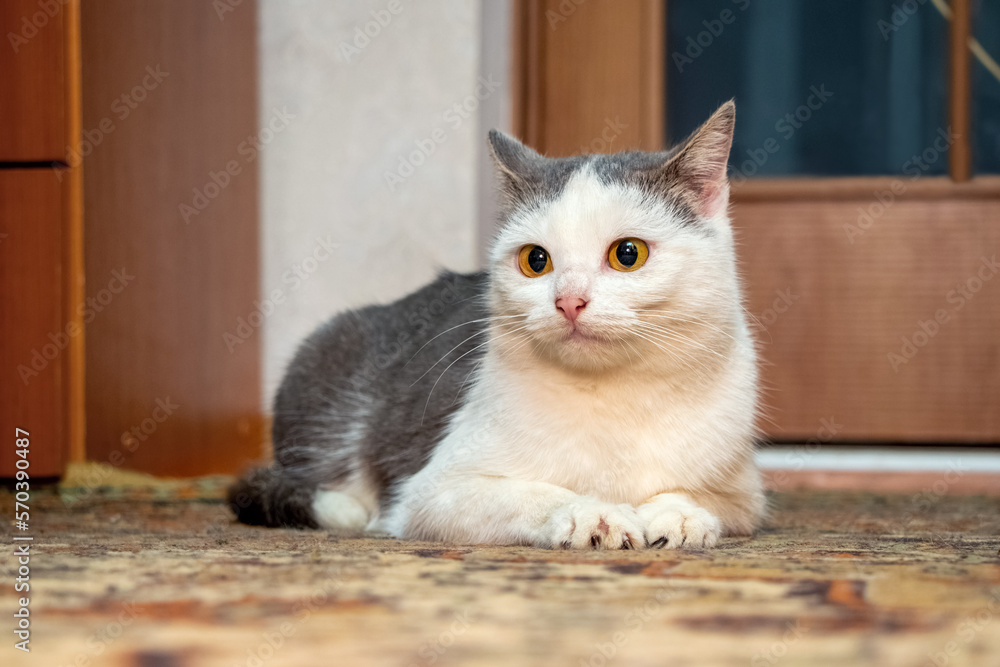 A white spotted cat sits on the floor in a room and looks intently at something