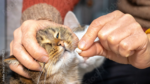 A woman is holding a pill and a cat. A woman gives a cat a pill