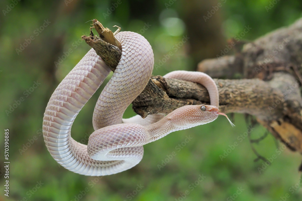 Mangrove Pit Viper closeup on the branch. Mangrove Pit Viper (Trimeresurus purpureomaculatus), viper, rattlesnake Mangrove Pit Viper closeup on the branch. Mangrove Pit Viper (Trimeresurus purpureomaculatus), viper, rattlesnake
