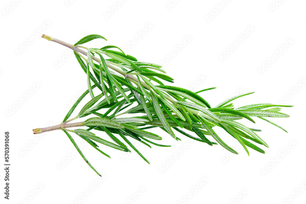 Fototapeta premium Rosemary