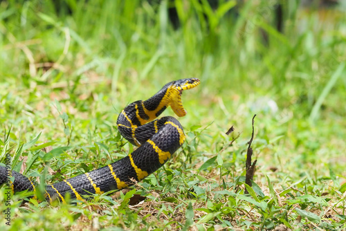 Boiga snake dendrophila yellow ringed, animal closeup, animal attack