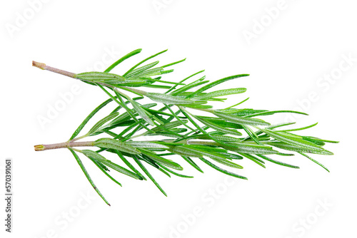 Rosemary