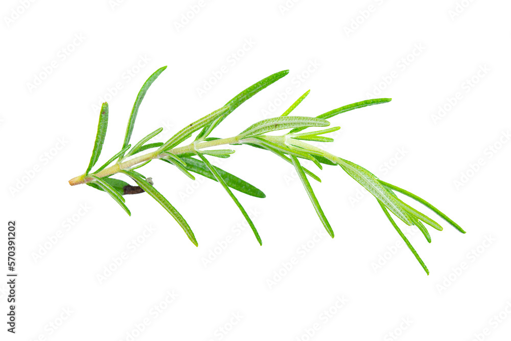 Rosemary Rosemary