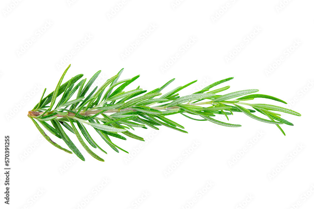 Rosemary Rosemary