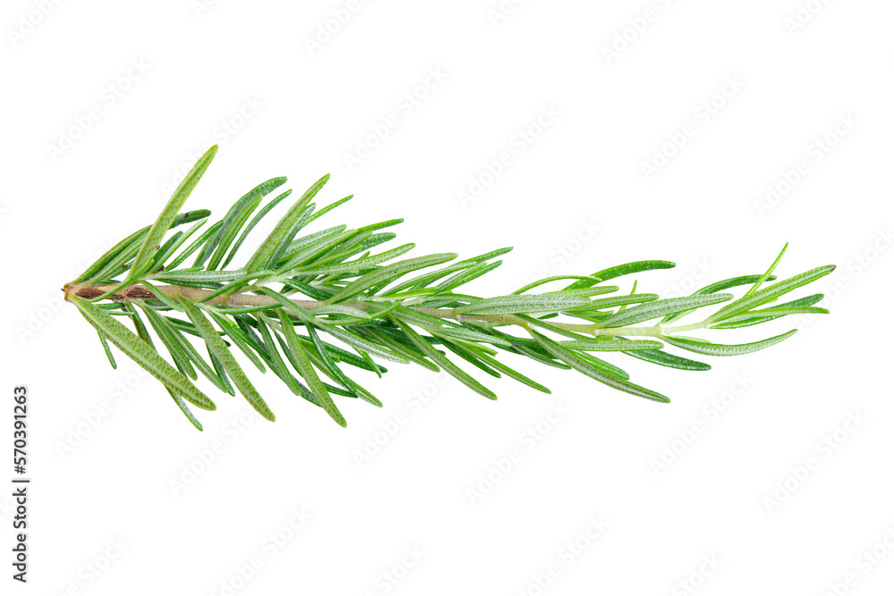 Rosemary