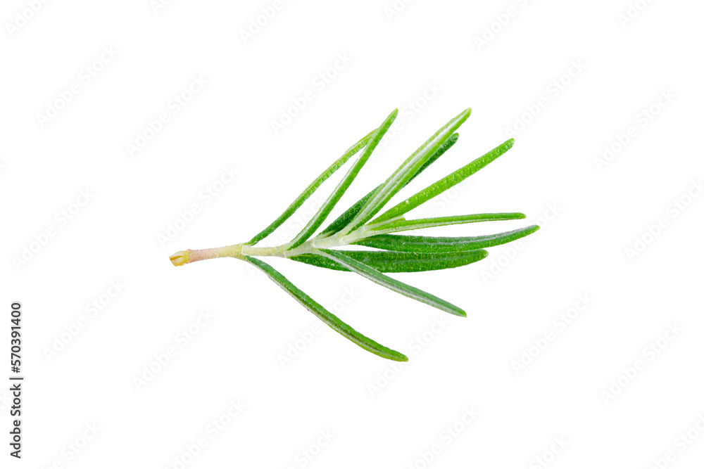 Fototapeta premium Rosemary