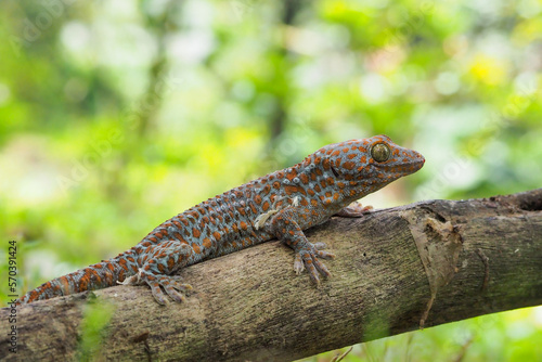 Tokek head closeup on nature background, animal closeup, gecko lizard