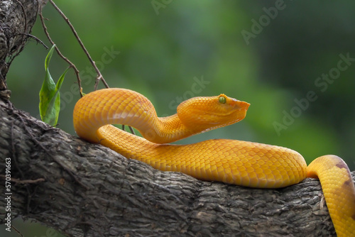 Yellow flat-nosed viper Craspedocephalus or ( Trimeresurus puniceus ) hanging on a branch.  Bothriechis schlegelii, beautiful colored venomous pit viper