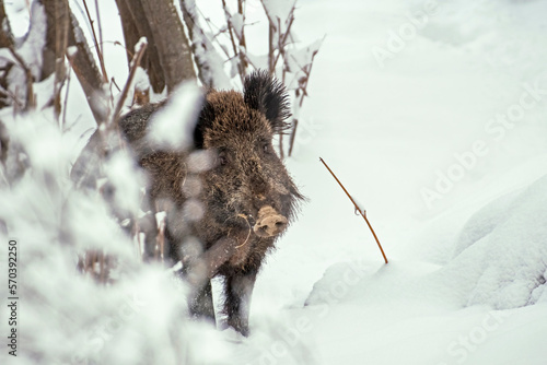 Obraz na płótnie Massive wild boar (Sus scrofa) standing in snowy woodland. Italian alps mountains, January. w salonie