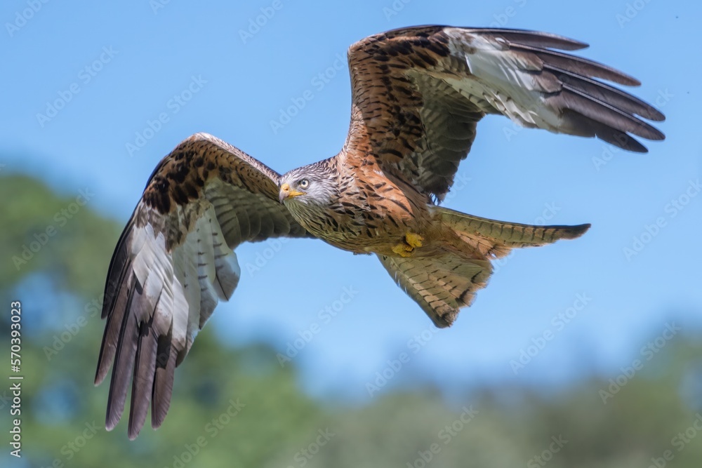 Fototapeta premium Red kite in flight