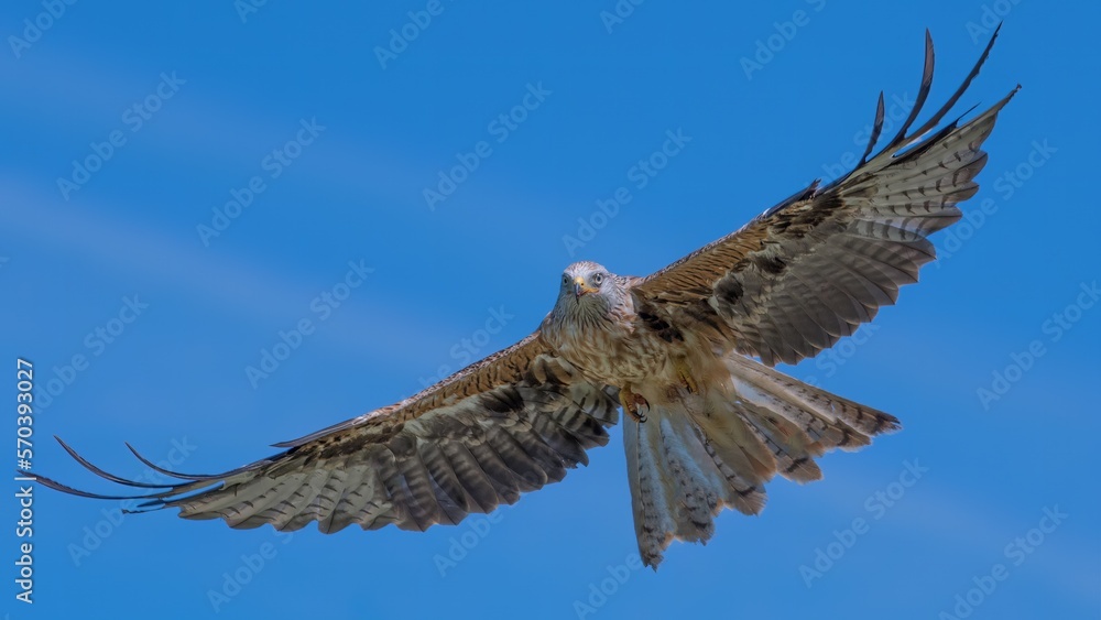 Fototapeta premium Red kite in flight