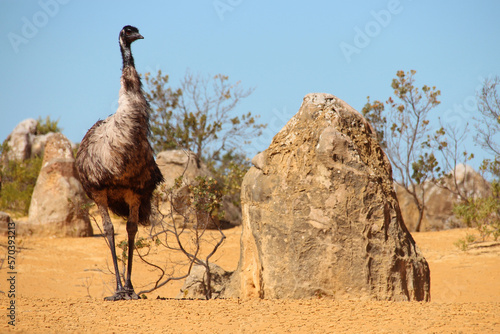 Fotografie emu at pinnacles park in australia