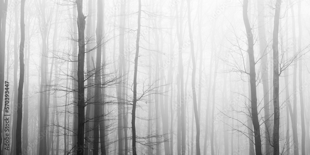 Trees in fog, black and white picture Trees in fog, black and white picture