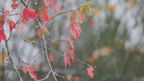 Close up of maple tree while raining 4k