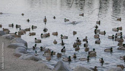 Slow motion of a large group of ducks in pond