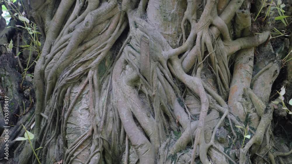 Trunk of a large ancient tree with its roots and branches intertwined