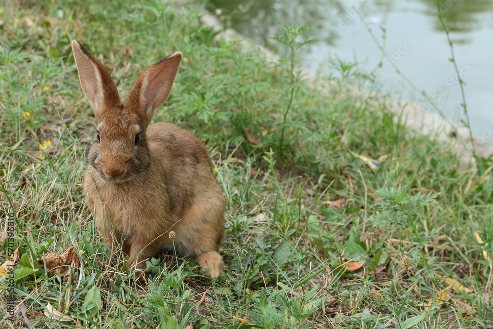 Fototapeta premium The little rabbit is sitting on the grass. Pets on the lawn. Rabbit in the meadow. Wild hare in the meadow close-up.
