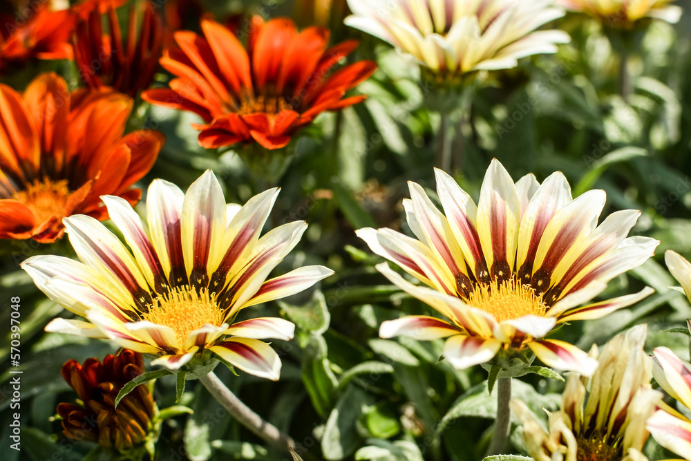 yellow, white, orange flowers in the park. Floral background. yellow, white, orange flowers in the park. Floral background.