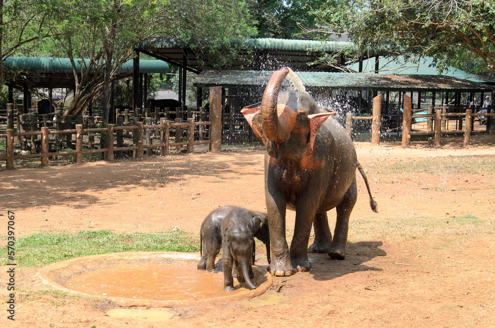 mother elephant with her baby elephants on a sunny day, Sri Lanka
