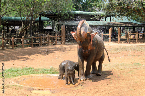 Obraz na płótnie mother elephant with her baby elephants on a sunny day, Sri Lanka w salonie