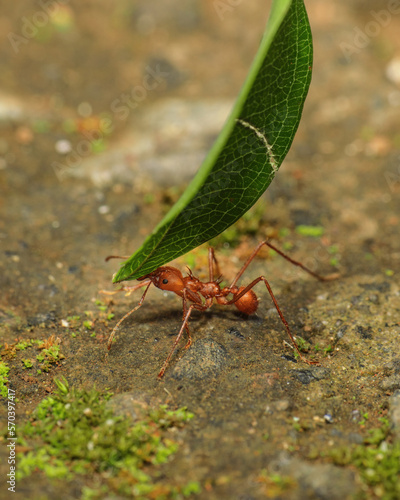 Leaf Cutter Ant marching with leaf © Thomas