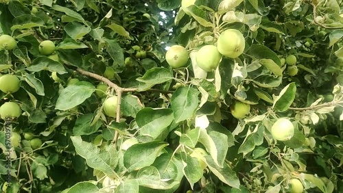 Wallpaper Mural green apples grow on an apple tree branch. cultivation of apples concept Torontodigital.ca