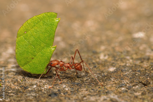 Leaf Cutter Ant marching with leaf