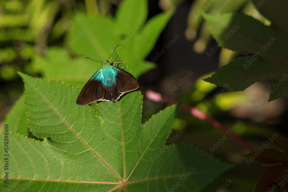 Obraz premium Blue Butterfly on leaf in Costa Rica