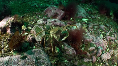 Strigun crab on background of rocky seabed Barents Sea. Hemigrapsus sanguineus lives on stone and ground surfaces, is important to local fishing industry, can be both domesticated and wild bred. photo