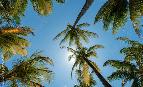photo of green coconut trees with sun and blue sky