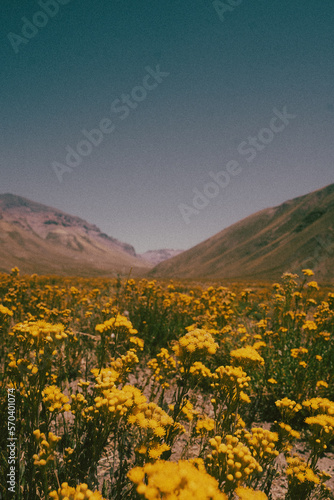 landscape with yellow flowers