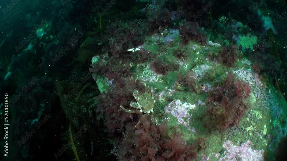Strigun crab Hemigrapsus sanguineus in Barents Sea. Crab lives on stone and ground surfaces, is important to local fishing industry, can be both domesticated and wild bred. Strigun crab Hemigrapsus sanguineus in Barents Sea. Crab lives on stone and ground surfaces, is important to local fishing industry, can be both domesticated and wild bred.