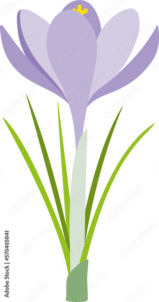 Fototapeta premium Crocus, a beautiful spring flower.
