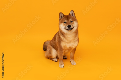 cute red dog breed sibu inu sitting on isolated yellow background with space for text © Наталия Бражник
