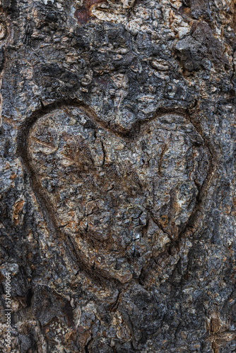 Heart carved in the trunk texture of a tree background