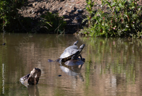 A turtle on a branch in a pond
