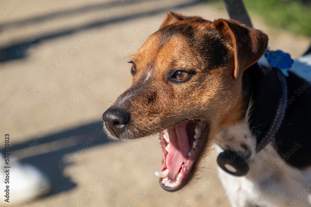A Jack Russel Dog on a morning walk. A Jack Russel Dog on a morning walk.