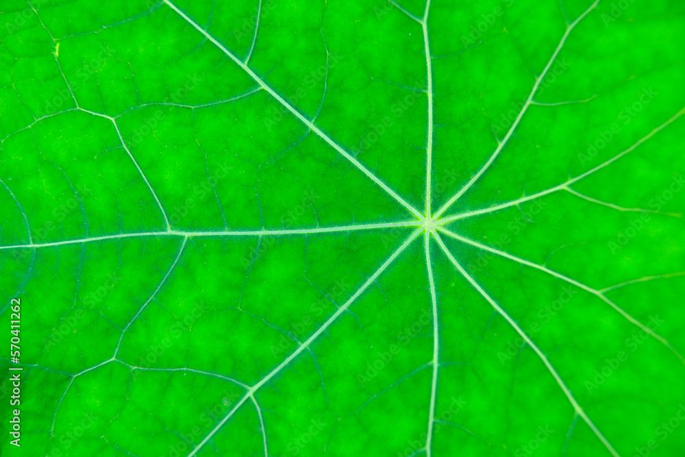 leaf leaf
