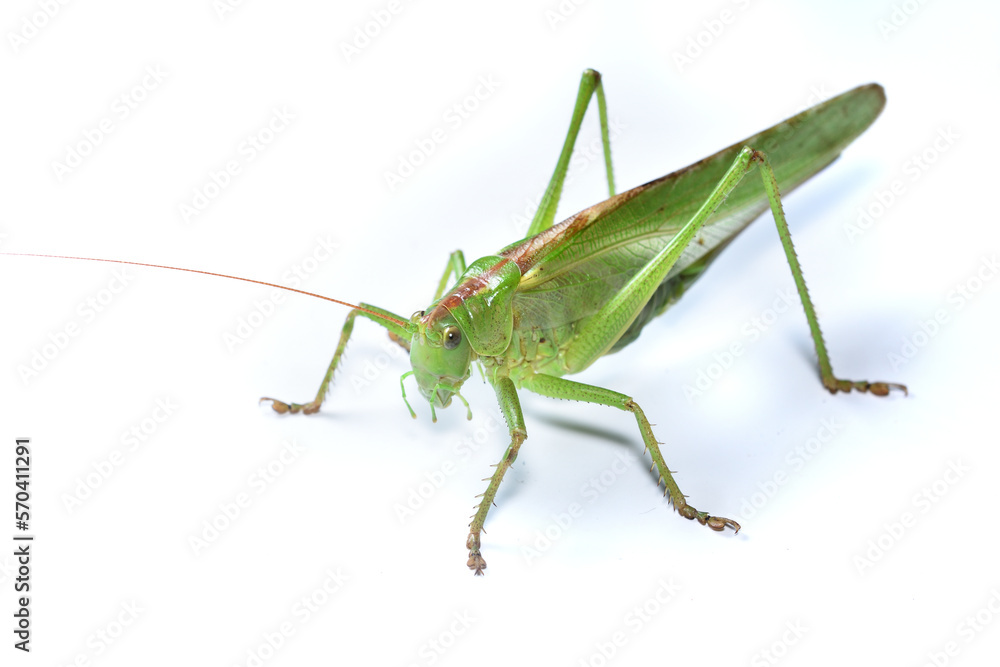 Closeup of the great green bush-cricket Tettigonia viridissima (Insecta: Orthoptera: Tettigoniidae), a large European katydid photographed on white background. Closeup of the great green bush-cricket Tettigonia viridissima (Insecta: Orthoptera: Tettigoniidae), a large European katydid photographed on white background.
